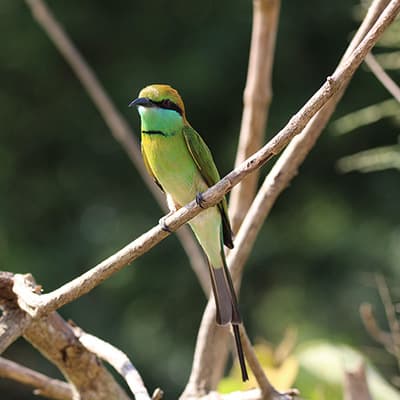 Bird Watching