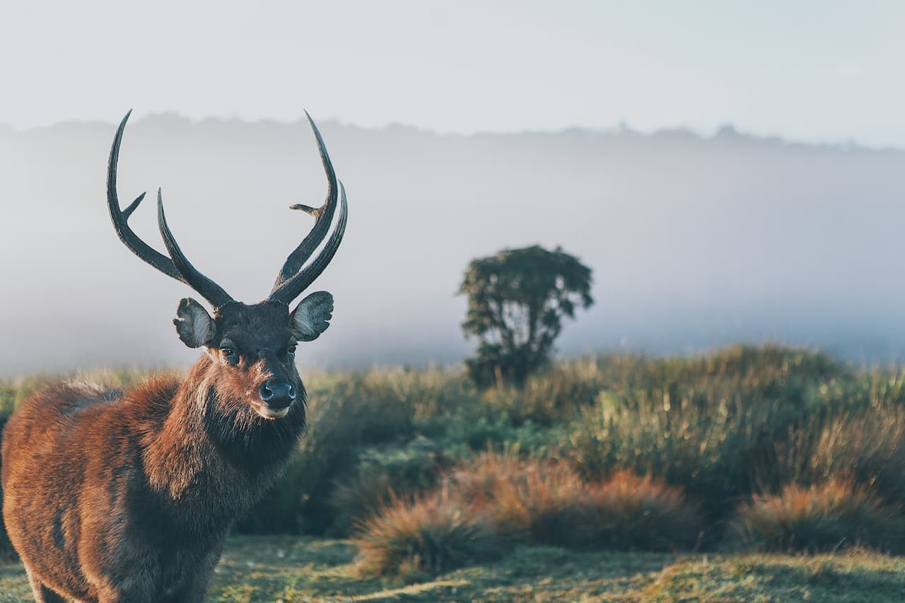 Wildlife Tour
